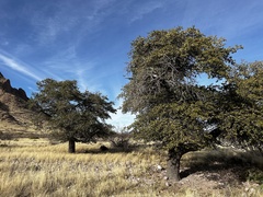 Quercus emoryi
