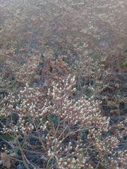 Limonium brasiliense