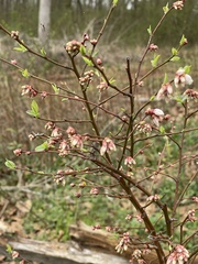 Vaccinium virgatum