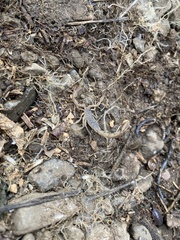 Paruroctonus silvestrii