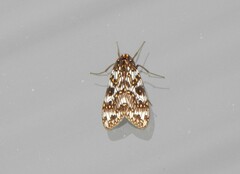 Phaegoptera punctularis