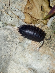 Porcellio