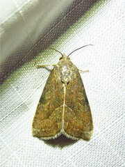 Galgula partita