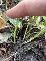 Elytraria caroliniensis