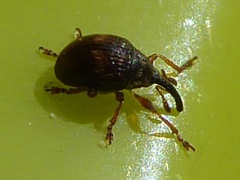 Nanophyes brevis