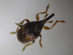 Nanophyes brevis