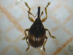Nanophyes brevis