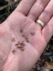 Elytraria caroliniensis