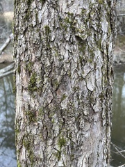 Ulmus alata