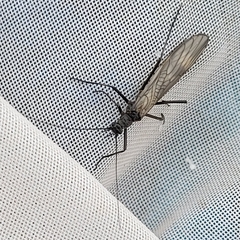 Taeniopteryx hubaulti