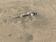 Triakis semifasciata