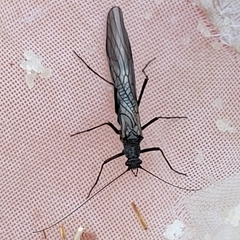 Taeniopteryx hubaulti