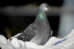 Columba livia