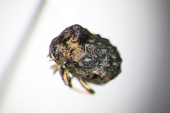 Neochlamisus bebbianae