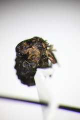 Neochlamisus bebbianae