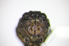 Neochlamisus bebbianae