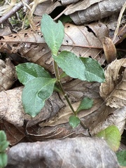 Stellaria pubera