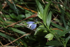 Polygala serpyllifolia