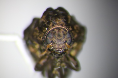 Neochlamisus bebbianae