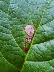 Cameraria gaultheriella