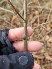 Zapatella quercusmedullae