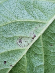 Cameraria gaultheriella