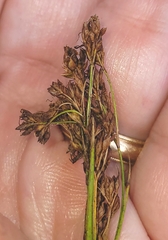 Rhynchospora microcarpa