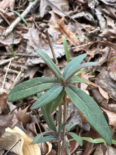 Lonicera sempervirens