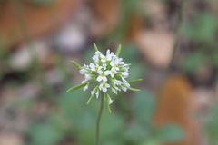 Tomostima cuneifolia