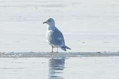 Larus glaucoides thayeri