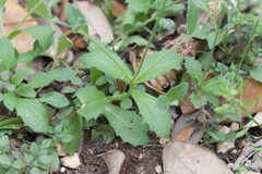 Tomostima cuneifolia