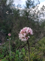 Valeriana italica
