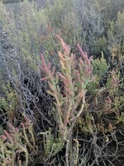 Salicornia perennis