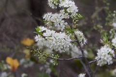 Prunus rivularis