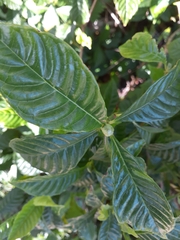 Psychotria nervosa