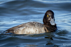 Aythya affinis