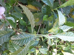 Psychotria nervosa