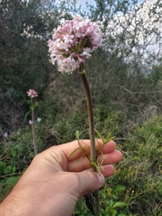 Valeriana italica