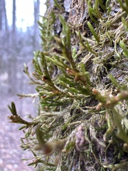 Forsstroemia trichomitria