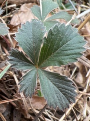 Potentilla canadensis