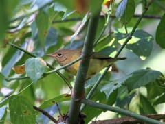 Oporornis agilis