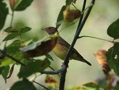 Oporornis agilis