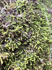 Claopodium rostratum