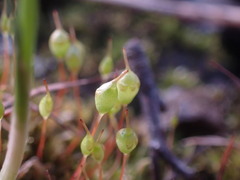 Physcomitrium pyriforme