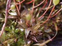 Physcomitrium pyriforme