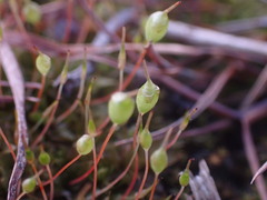 Physcomitrium pyriforme