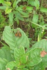 Atalopedes campestris huron