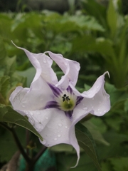 Datura stramonium