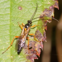 Degithina sollicitoria