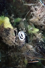 Polycera hedgpethi